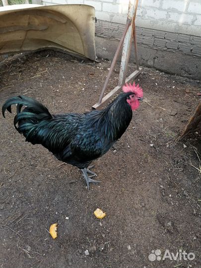 Виандот, Джерси