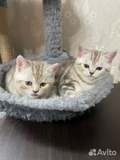 Шотландские котята