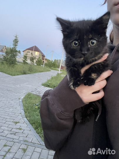Котята отдам в добрые руки