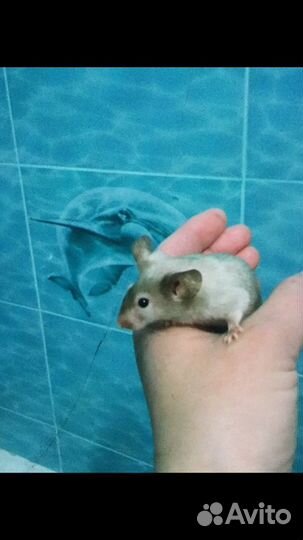 Мышатки декоративные