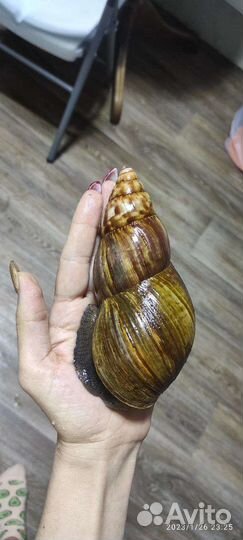 Улитки Ахатины