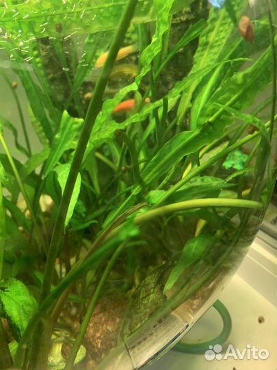 Анубиас, криптокорина. Аквариумные растения