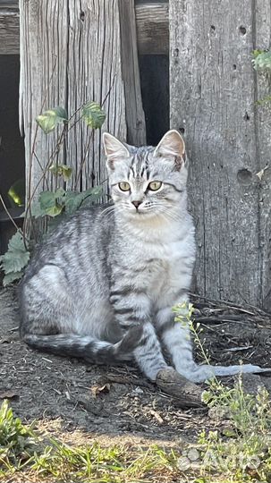 Котенок мальчик бесплатно