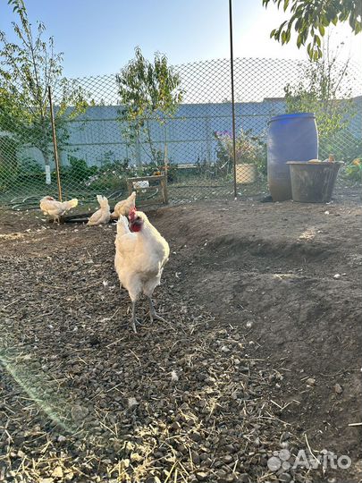 Мускусные утки тяжелые линии,куры