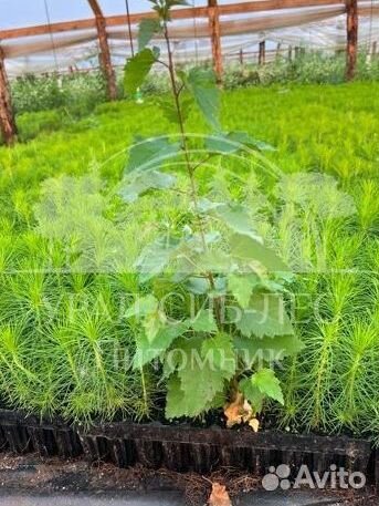 Предзаказ Голубая ель зкс сеянцы