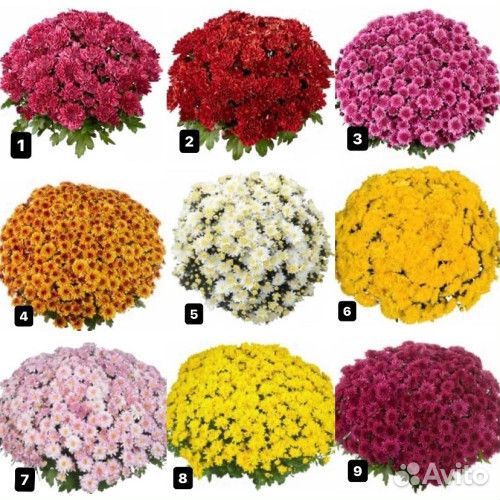 Хризантемы мультифлора