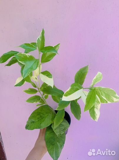 Каладиум, фикусы, домашние растения