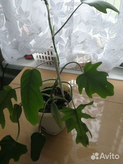 Филодедроны