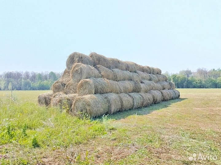 Сено в рулонах, 2024 года
