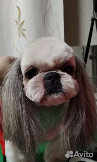 Стрижка собак