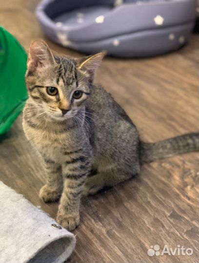 Кошечка в добрые руки