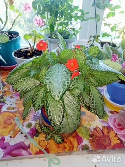 Продам цветы комнатные