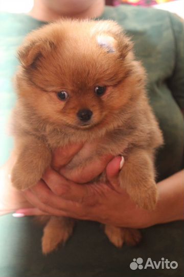 Солнышко рыжее