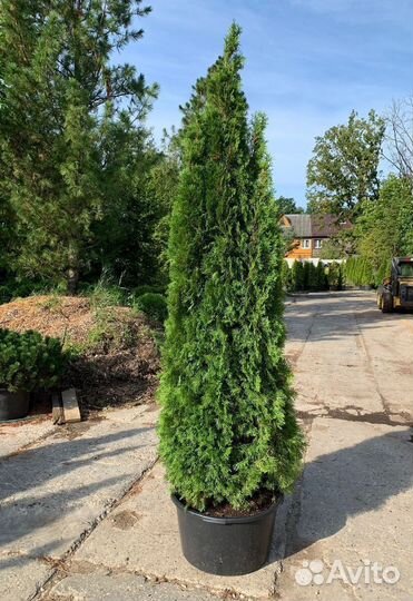 Туя Смарагд