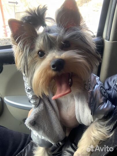 Йоркширский терьер вязка