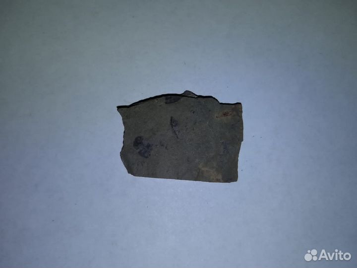 Окаменелые растения. Карбон