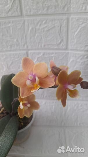 Орхидея фаленопсис парфюмерная фабрика