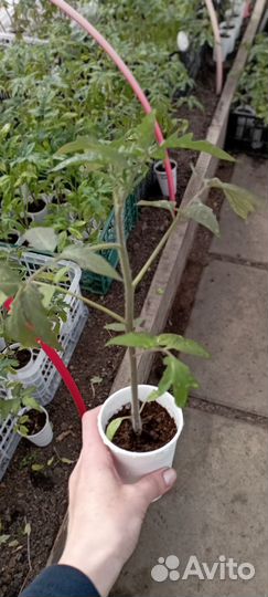 Рассада помидор томатов