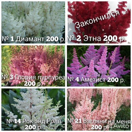 N 2 Астильбы,примулы,молодило,дельфиниумы