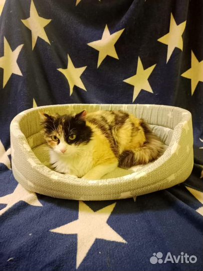 Трехцветная кошка