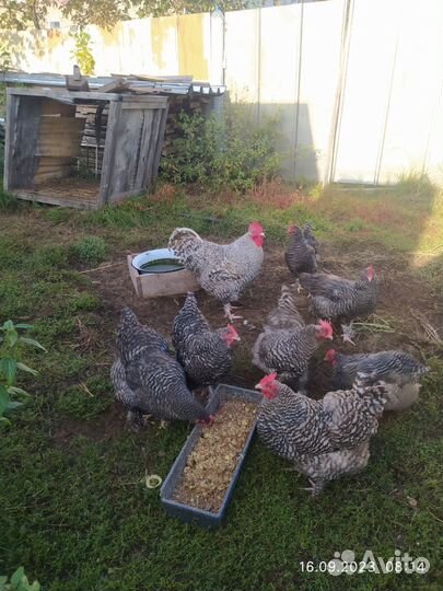 Куры петухи