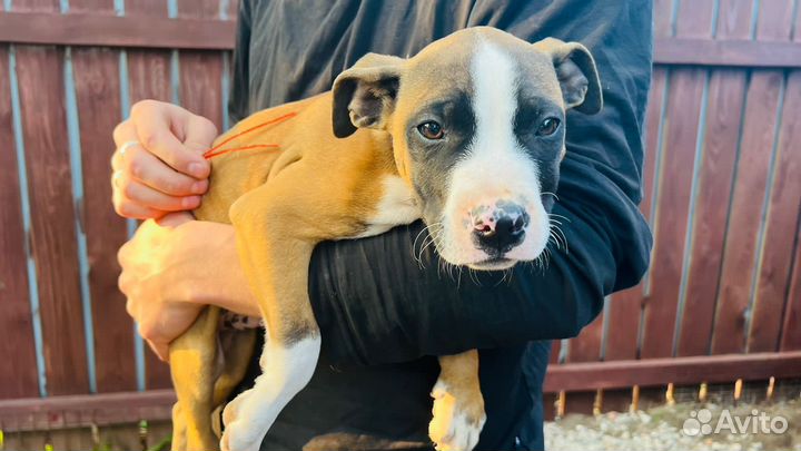 Щенки стафарда