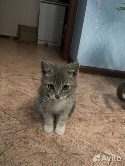 Отдам котят