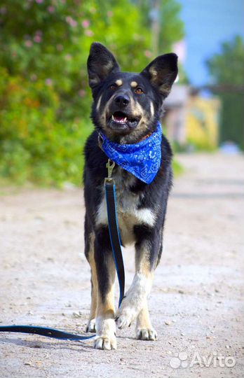 Благородный сэр Джек в поисках семьи