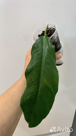 Много редких растений по 300 и 500