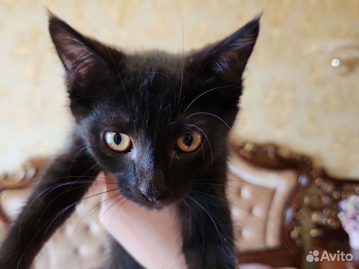Кошки