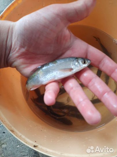 Живец для рыбалки