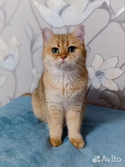 Британская кошка
