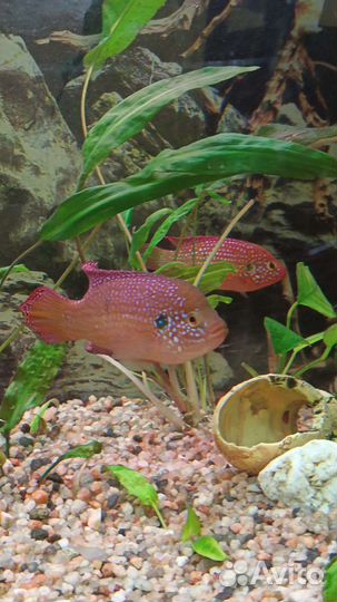 Хромис красавец, рыба аквариумная