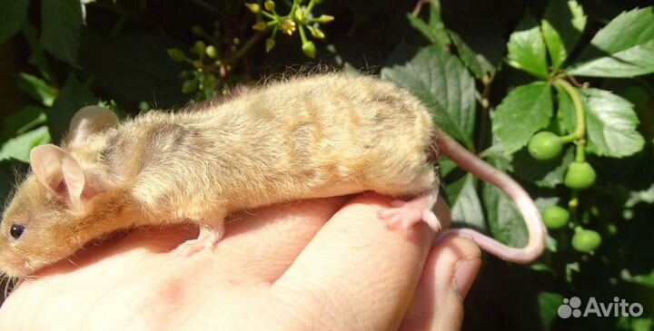 Сатиновые мышки. (рексы и гладкие)