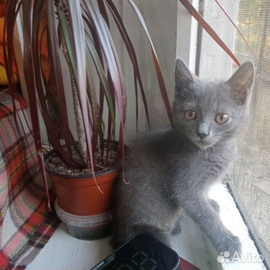 Отдам бесплатно