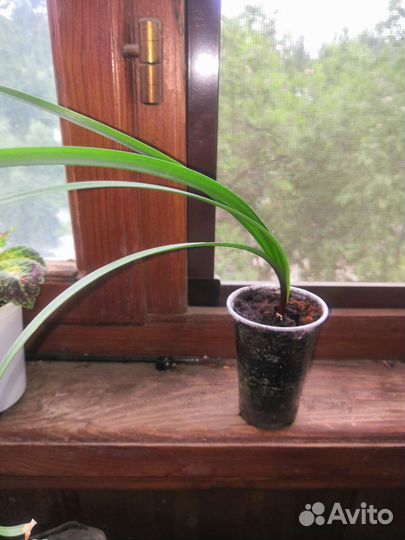 Зефирантес розовый и белый