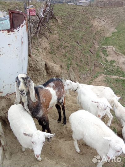 Козёл нубийский