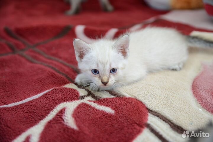 Тайские котята