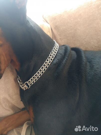 Цепь рывковая, двухрядная с цугом 50см, Trixie