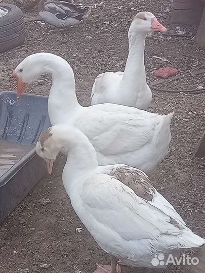 Домашние животные и птица