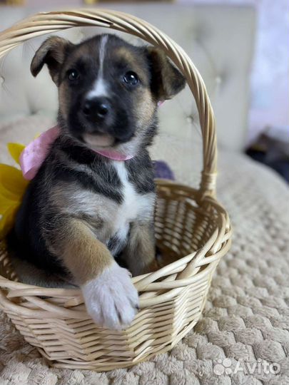 Щенок девочка