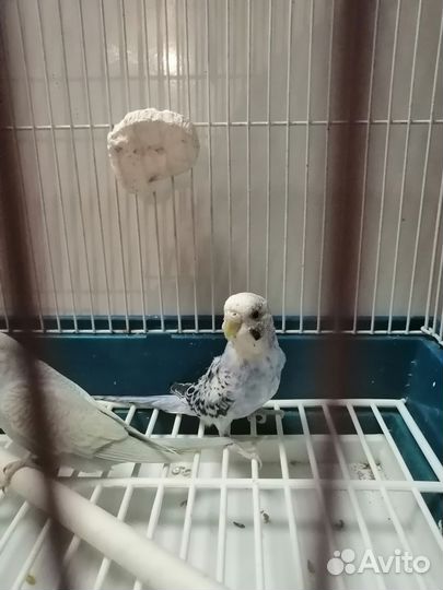 Птенцы волнистый попугай