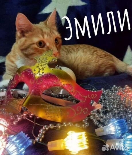 Кошка Эмили