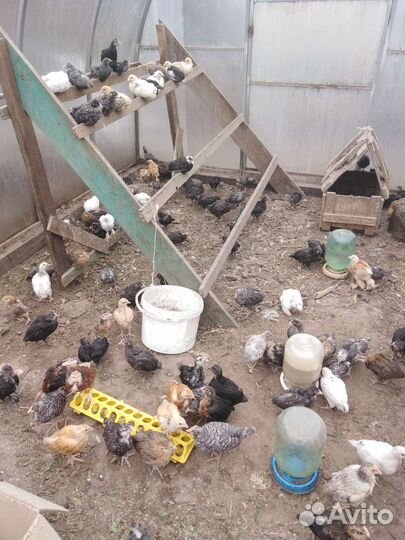 Цыплята от несушук с пасхальными яйцами