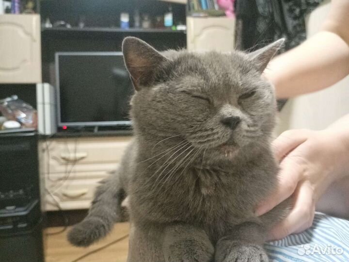 Британская