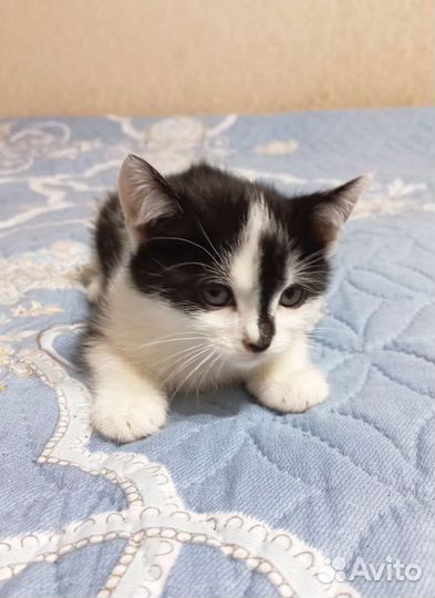 Котята мальчики и девочки, 2 месяца