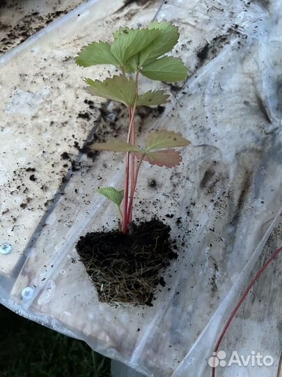 Клубника Фестивальная ромашка