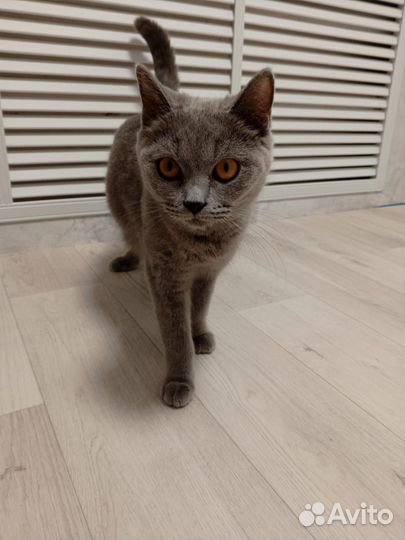 Кошки в добрые руки