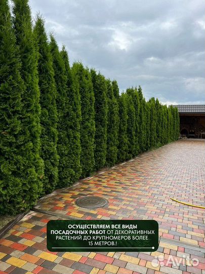 Туя западная Колумна, крупномер