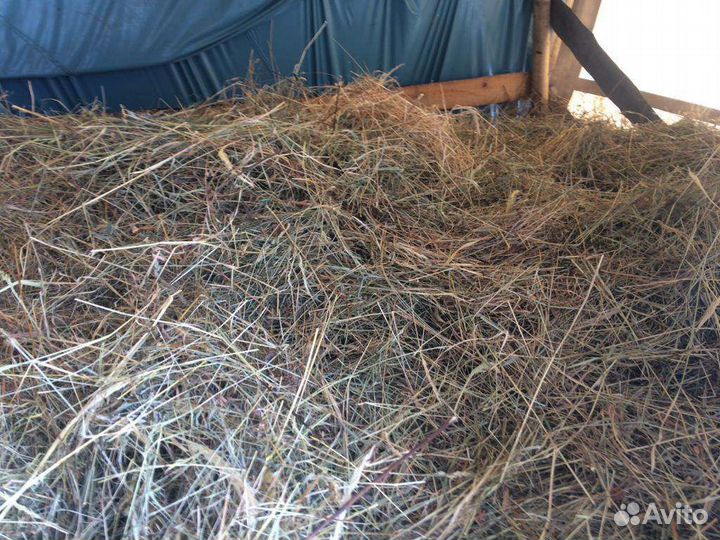 Продам сено